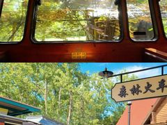-合肥滨湖国家森林公园