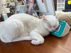 -有猫主题·治愈系猫咖(曾厝垵店)