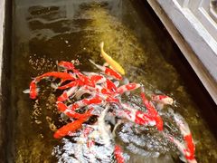 -鲤院·新中式美学·庭院餐厅(夫子庙店)