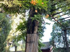 -洛阳白马寺