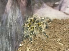 -上海大自然野生昆虫馆