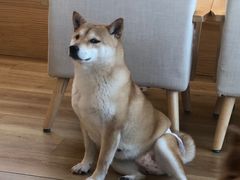 -柴犬小屋·柴餐厅·狗咖食堂(金鼎广场店)