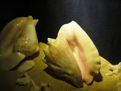 -亚龙湾中心广场·贝壳馆