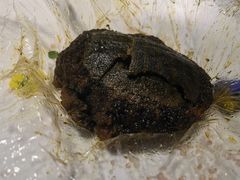 油浸小甲鱼-于塗·文化餐厅(棕榈店)