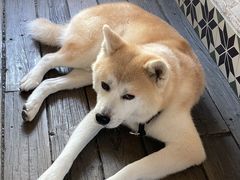 -春风十里咖啡馆