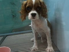 -FAELING PETS美天灵宠物(合生汇店)