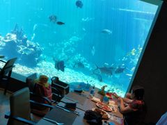 -海棠湾洲际-涛·海底餐厅·美人鱼·自助餐·海底隧道