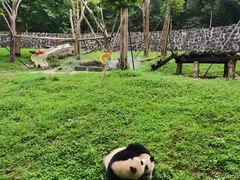 -都江堰中华大熊猫苑