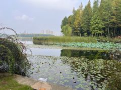 -暨阳湖生态园