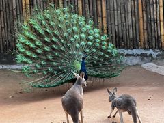 -深圳野生动物园