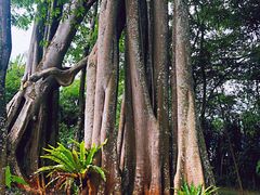 -瑞丽独树成林风景区