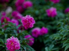 -国家植物园南园