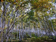 -乌兰布统景区-白桦林