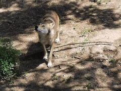 -沈阳森林动物园