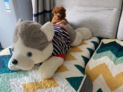 -小叮当动物医院·骨科·眼科