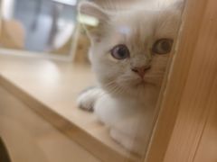 -马小毛老上海里脊肉(南翔印象城店)