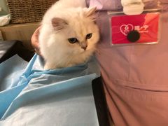 -猫大福·Fortune Cat猫舍(百子湾店)