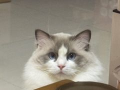 -伟伟宠物医院·瑞派猫友好医院·猫科(光谷店)