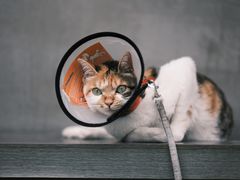 -Again Coffee Roaster(香蜜湖店)