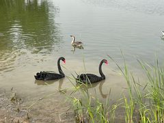 -北京麋鹿生态实验中心