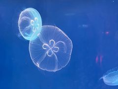 -上海海昌海洋公园