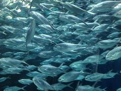 -上海海洋水族馆