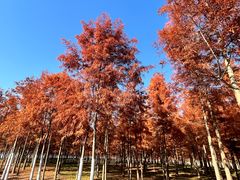-合肥滨湖国家森林公园