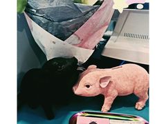 -WHEN PIGS FLY当猪飞