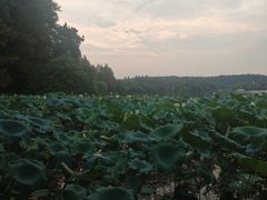 -浙江西子宾馆·瑶园咖啡厅