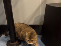 -伟伟宠物医院·瑞派猫友好医院·猫科(光谷店)