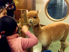 -藦茜花园宠物主题亲子互动体验馆(国顺东路店)