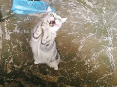 -猫猫幼稚园·撸猫·桌游·电玩