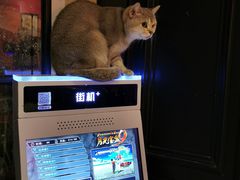 -猫色咖啡·猫咖