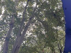 -绵阳人民公园(涪城区)