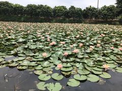 -锦湖农庄(松山湖梦幻百花洲店)