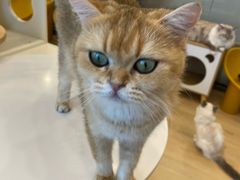 -有喵·猫咖·狗咖·30几只猫10只小狗(岗厦店)