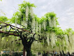 -嘉定紫藤园