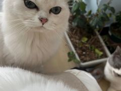 -喵宠乐园·撸猫互动·猫舍