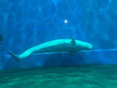 -芜湖新华联大白鲸海洋公园