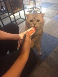 -众刺纹画·纹身·穿孔饰品·海娜定制