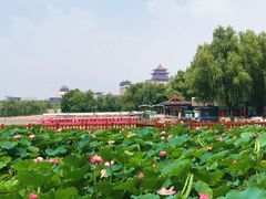 -莲花池公园