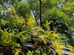-深圳仙湖植物园