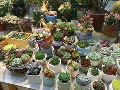 -双季花艺园艺市场(浦东店)