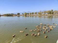 -野鸭湖国家湿地公园