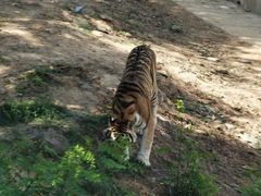 -石家庄市动物园