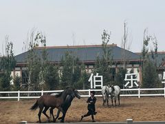 -中国马镇舞马世界主题乐园