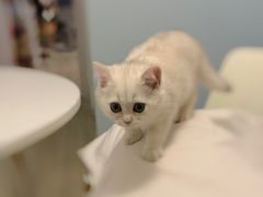 -飞行喵MR PILOT|猫舍·猫咖(静安大融城店)