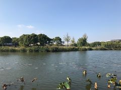 -新江湾城公园