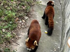 -合肥野生动物园