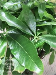-碧莲盛·不剃发植发